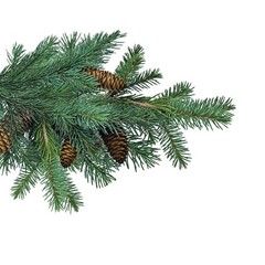 Jobe’s Slow Release Evergreen Fertilizer Spikes, Easy Plant Care for Cypress,…