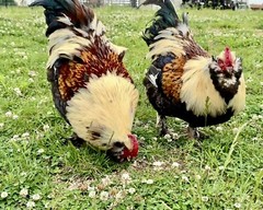 12+ Rainbow Chicken Hatching Assortment Ameraucana, Faverolles, Marans, EE / OE
