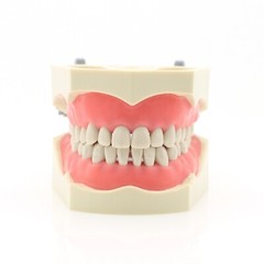 Columbia Dentoform 860 Dental Typodont Mounting Pole With 32pcs Removable Teeth
