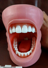 ModuPRO Dental Hygiene Plus MP-DH520_O ACADENTAL Typodont Dental Student Model