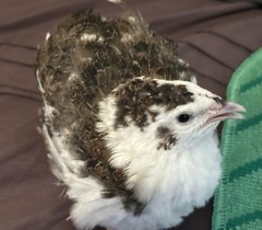 25+ Assorted Coturnix Fertile Quail Hatching Eggs – Variety Of Color