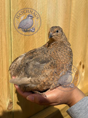10+ JUMBOS RARE COLORS Coturnix Quail Hatching eggs – mixed variety
