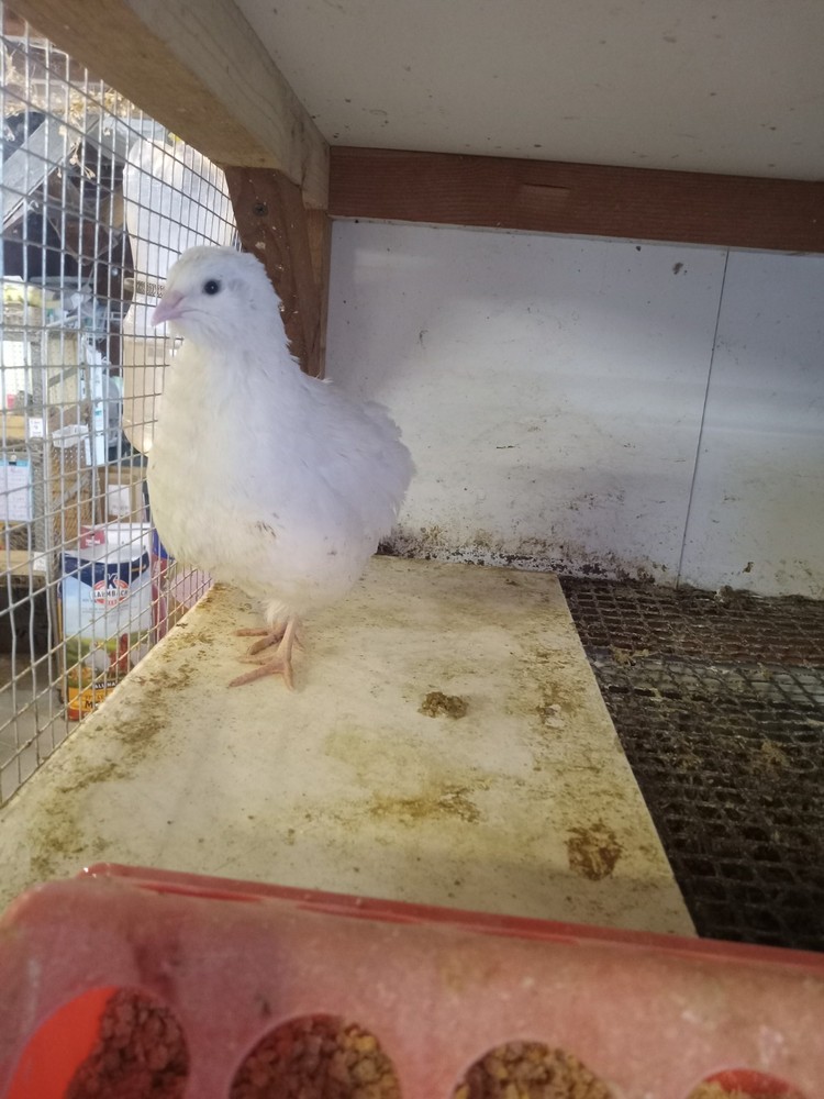 18 Jumbo white Coturnix Quail Hatching Eggs