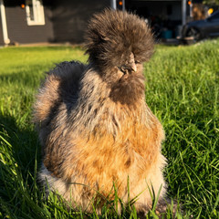 Silkie Hatching Eggs – Chocolate Mottled & Paint Lines – 12+ Fertile Eggs
