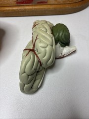 Denoyer-Geppert Body Torso Anatomical Model See Description