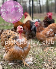 8 RARE high quality Bantam Cochin hatching eggs Mottled Porcelain Mille Frizzle