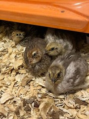 25+ Assorted Coturnix Fertile Quail Hatching Eggs – Variety Of Color