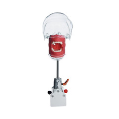Simple Head Model Dental Simulator Phantom Manikin with Teeth for Dentist Teach