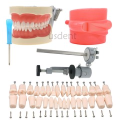 Dental 200 Type Typodont Model With Removable Teeth fit Kilgore NISSIN M8012
