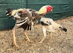 12+ Extremely Rare BLUE Real Indio Gigante Hatching Eggs RRA (((GUARANTEE)))
