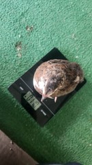 Celedon Courtornix Quail Hatching Eggs 24 Jumbo High Hatch Rate
