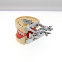 Dental 200 Type Typodont Model With Removable Teeth fit Kilgore NISSIN M8012