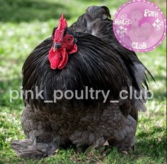8 RARE high quality Bantam Cochin hatching eggs Mottled Porcelain Mille Frizzle