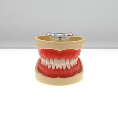 Dental Typodont Teeth Model With Removable Teeth fit Kilgore NISSIN 200/500 Type