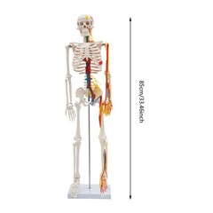 Anatomical Skeleton Model 33.46″, Detachable with Blood Vessels & Base