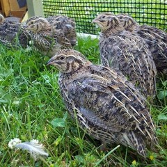 24+ Fertile Coturnix Quail Hatching Eggs – Farm Fresh – Speckled Brown