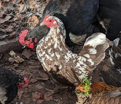 10++ eggs: Serama Bantam Chicken Hatching Eggs-Pocket, Teacup, Tiny
