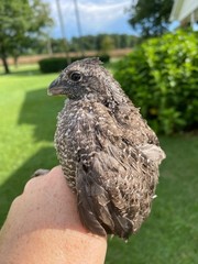 24 Grey Barred Bobwhite Quail Fertile Hatching Eggs
