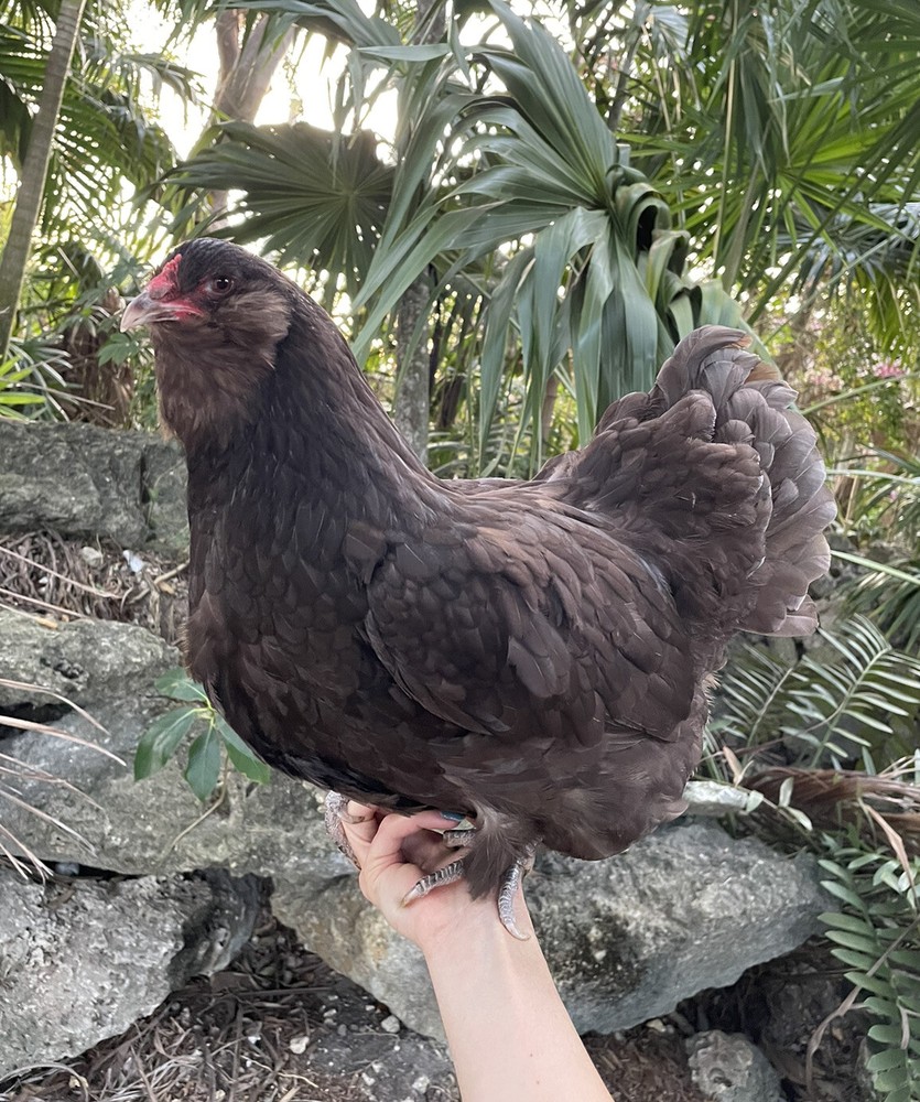 (6) Mauve and Chocolate Ameraucana Hatching Eggs – Possible Mottled Split!