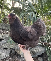 (6) Mauve and Chocolate Ameraucana Hatching Eggs – Possible Mottled Split!