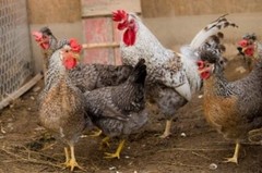 10 PUREBRED: 2 Ayam Cemani, 2 Silver/gold Laced &6 more breed eggs.