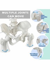 Movable Female Pelvis Model w/Elastic Two Movable Femur Heads and Joints, Lif…