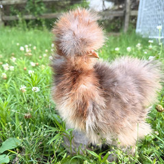 Silkie Hatching Eggs – Chocolate Mottled & Paint Lines – 12+ Fertile Eggs
