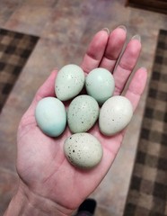 20 RARE Pansy & Sparkly 100% True Blue Celadon Coturnix Quail Hatching Eggs