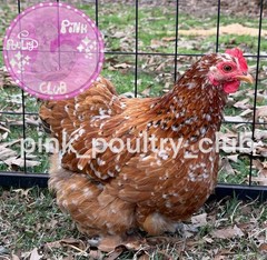 8 RARE high quality Bantam Cochin hatching eggs Mottled Porcelain Mille Frizzle