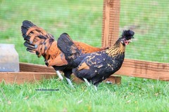 6+ Gold Appenzeller Chicken Hatching Eggs