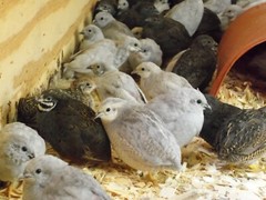 6+ with Up To 4 extra Button Quail Hatching Eggs