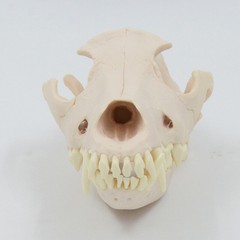 Simulation Dog Skull Teeth Pet Hospital Animal Husbandry Medical Teaching Model