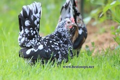 18+ Fertile Show Quality Serama Chicken Hatching Eggs