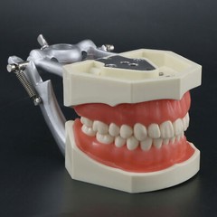 USA Kilgore Nissin 500 Style Dental Teeth Typodont Model 28Pcs Removable Teeth