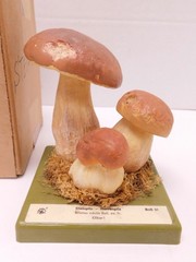 VTG SOMSO Steinpilz Mushroom Educational Model Germany Herrenpilz Stone w Box