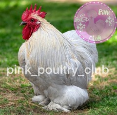 8 RARE high quality Bantam Cochin hatching eggs Mottled Porcelain Mille Frizzle
