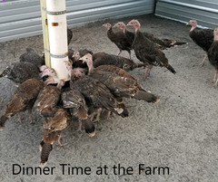 Osceola Hybrid Turkey Hatching Eggs (One Dozen)