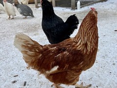 12 Fresh and Fertilized Barnyard Mix Rainbow Assortment Chicken Hatching Eggs!