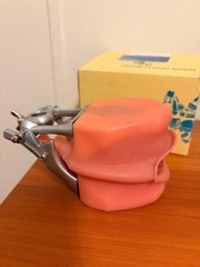 dental typodont teeth model