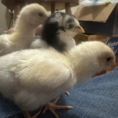 10 Giant Chicks Hatching Eggs- Indio Gigante X Dual Purpose Prolific Egg Layers