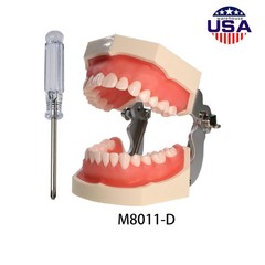 US Dental Overdenture/Implant/Orthodontic Typodont Ortho Training Teaching Model