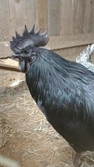 6 Pure Fancy & Rare Cross Chicken Hatching Eggs