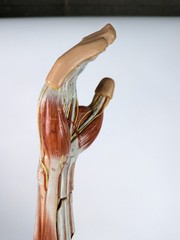 Vtg Anatomical Somso Muscle Arm Model with Shoulder Girdle (B)