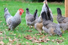 10+ Fertile Homozygous Cream Legbar Chicken Hatching Eggs