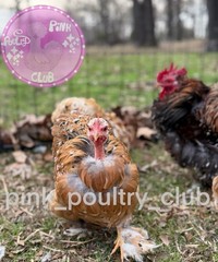 8 RARE high quality Bantam Cochin hatching eggs Mottled Porcelain Mille Frizzle