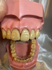 Nissin G.O.F.A. Typodont Natural Study Model D-2501 for Dentistry Lab