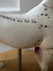 Horse Anatomical Teaching Model w/ Muscle Detail & Labeled Points on Wood Base