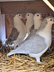 3 FERTILE MULTI COLOR MIX PIGEONS LAHORE & CAPUCHINE PIGEON HATCHING EGGS USPS