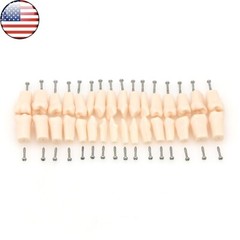 Kilgore Nissin 200 Type Dental 32pc Typodont Model Removable Teeth Mounting Pole