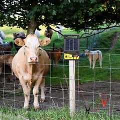 Electric Fence Controller Charger Kits For Animal Cattle Poultry Supplies